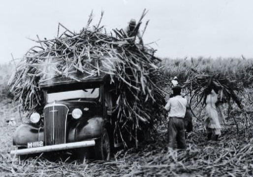Sugar Cane Industry